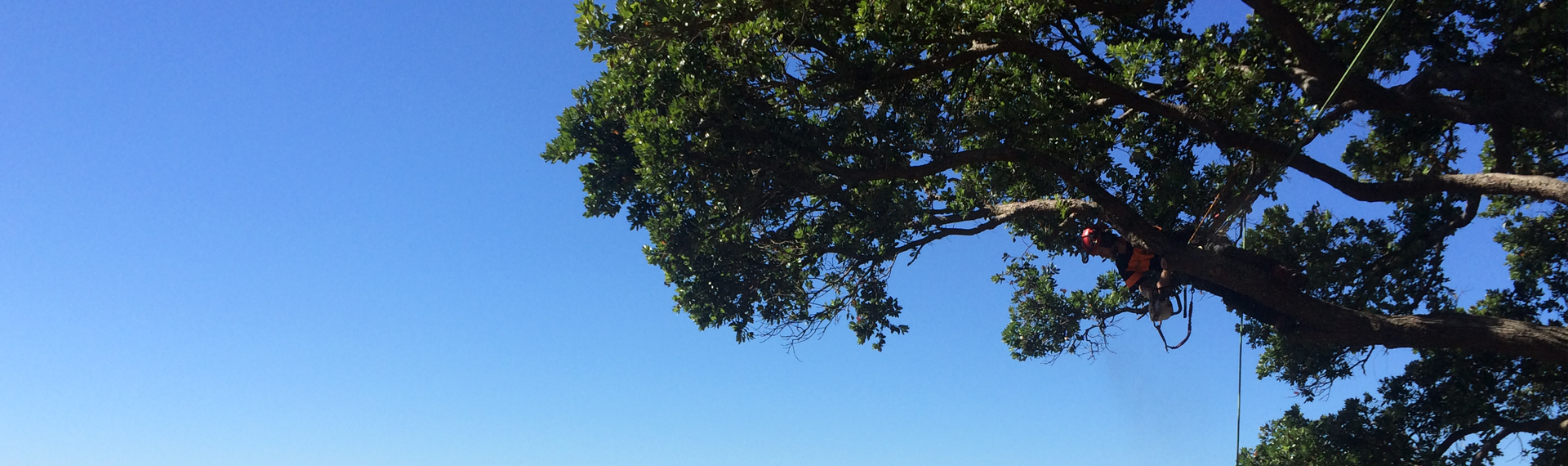 Blue sky and giant tree with equipment above a house roof top.