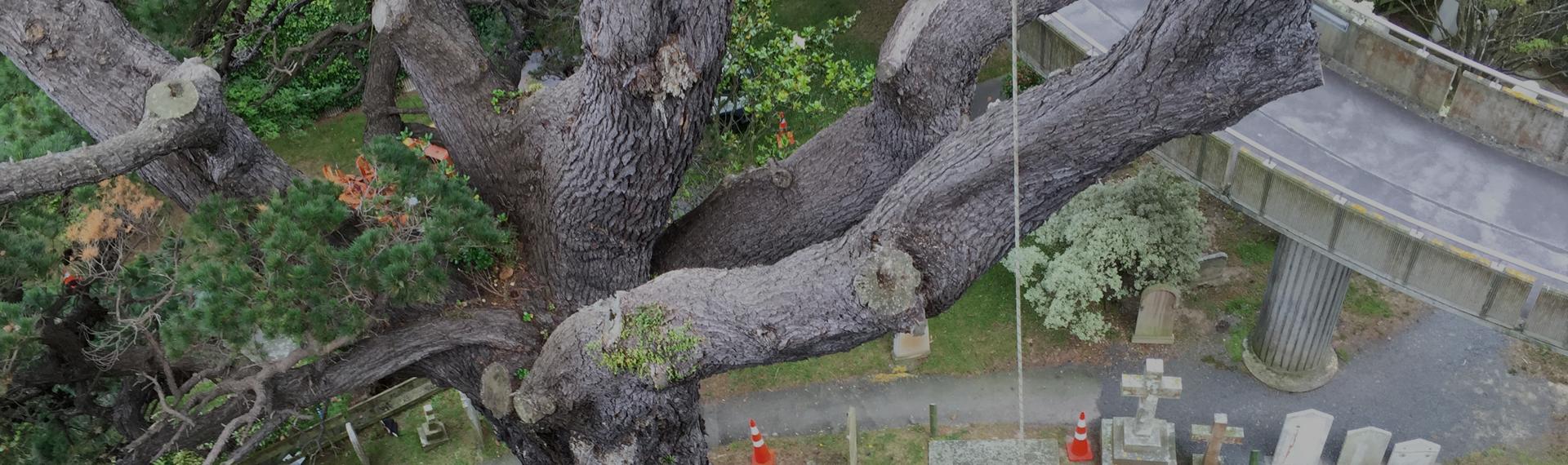 large tree with large branches above a concrete structure