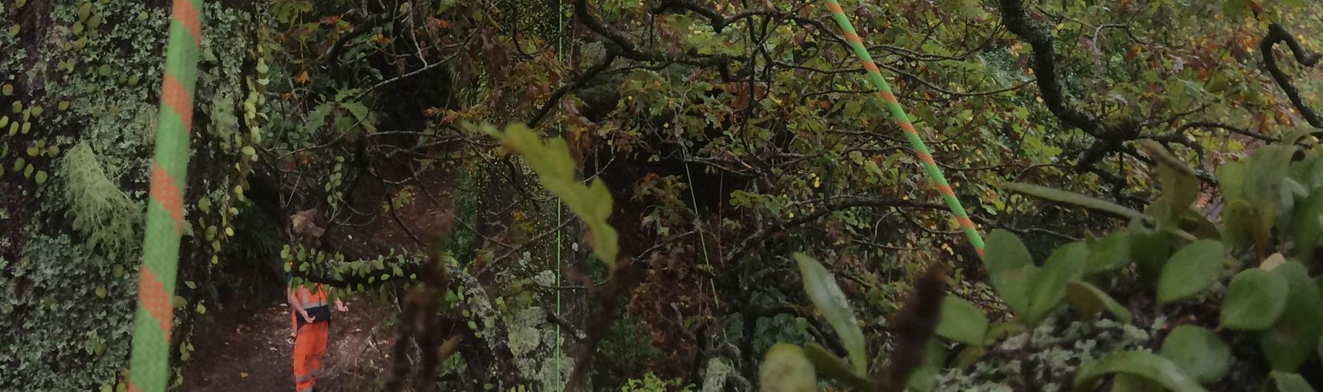 Woodland management