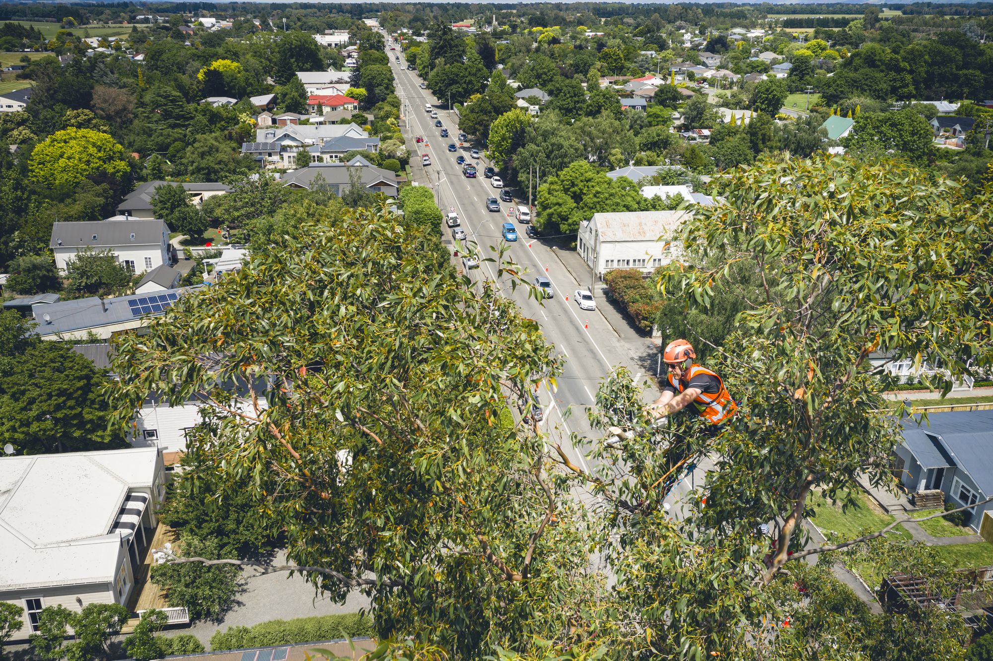 Arb Innovations arborist working in a street tree above a township