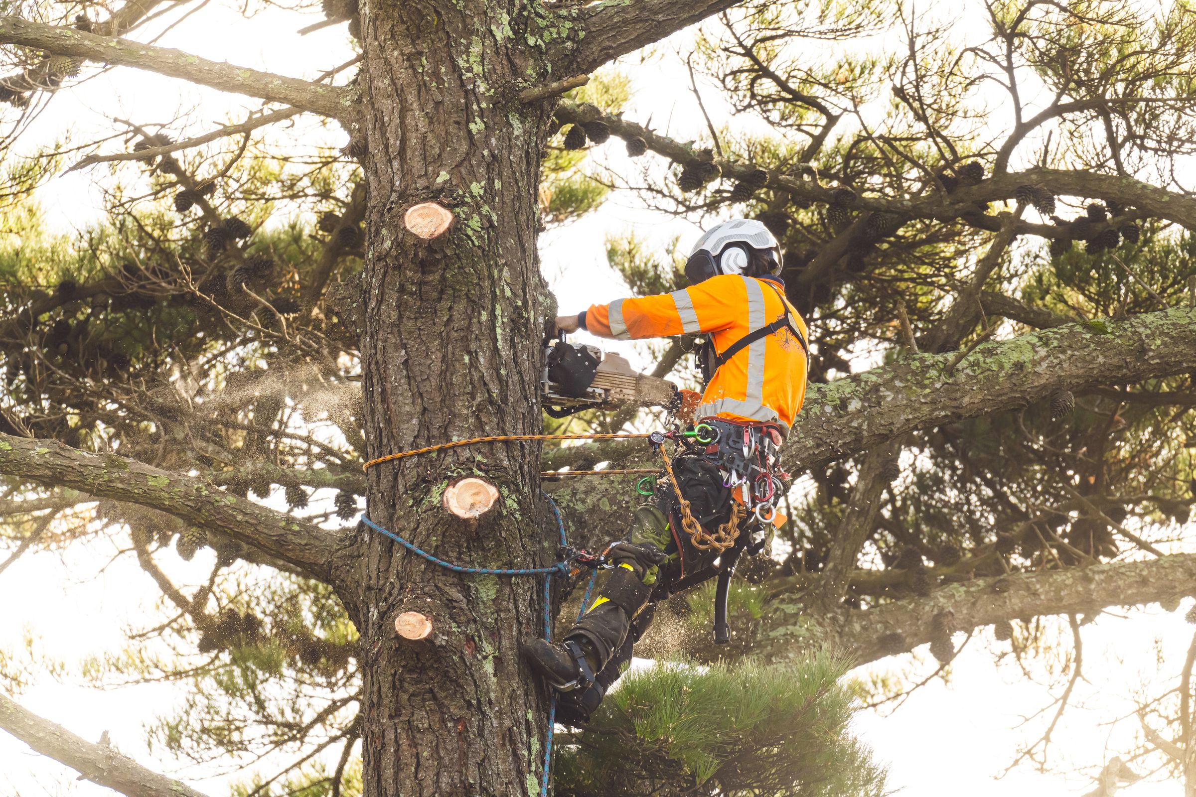 Arb Innovations arborist making a sectional cut high in a pine