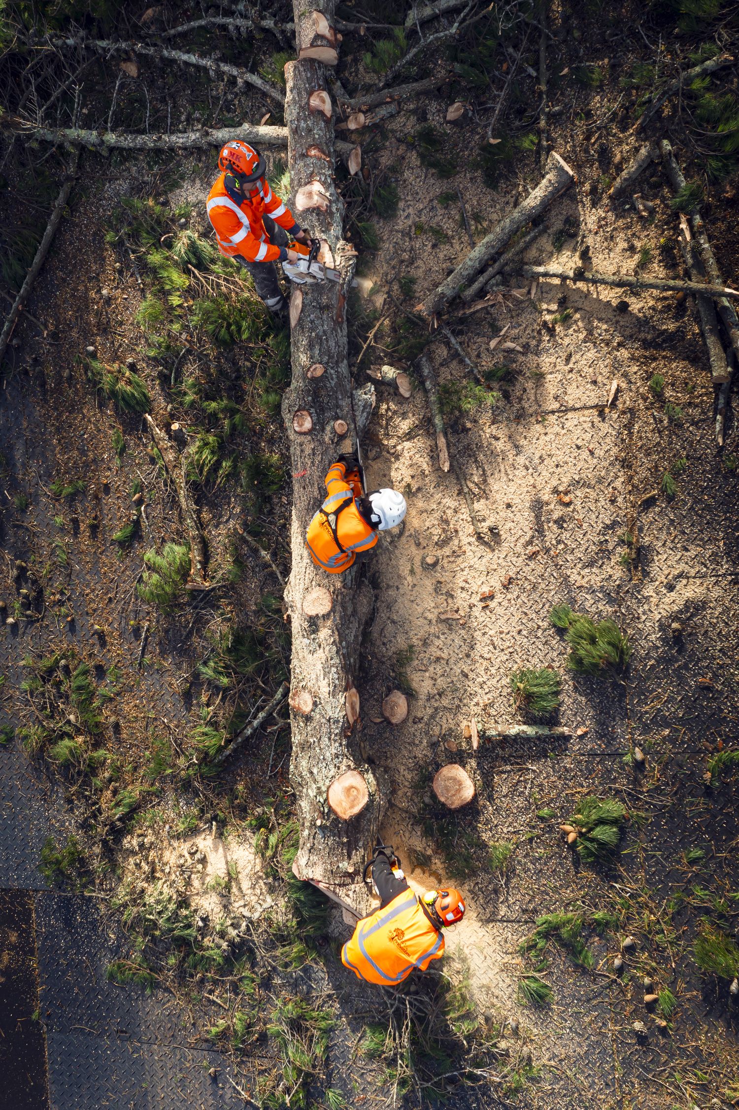 Aerial view of an Arb Innovations crew processing a felled pine