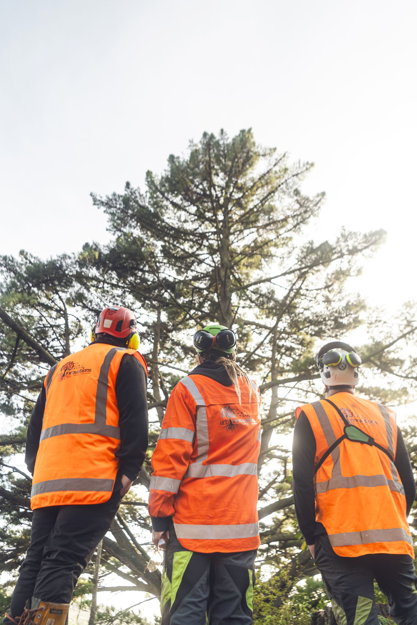 Arb Innovations crew assessing a large pine before works