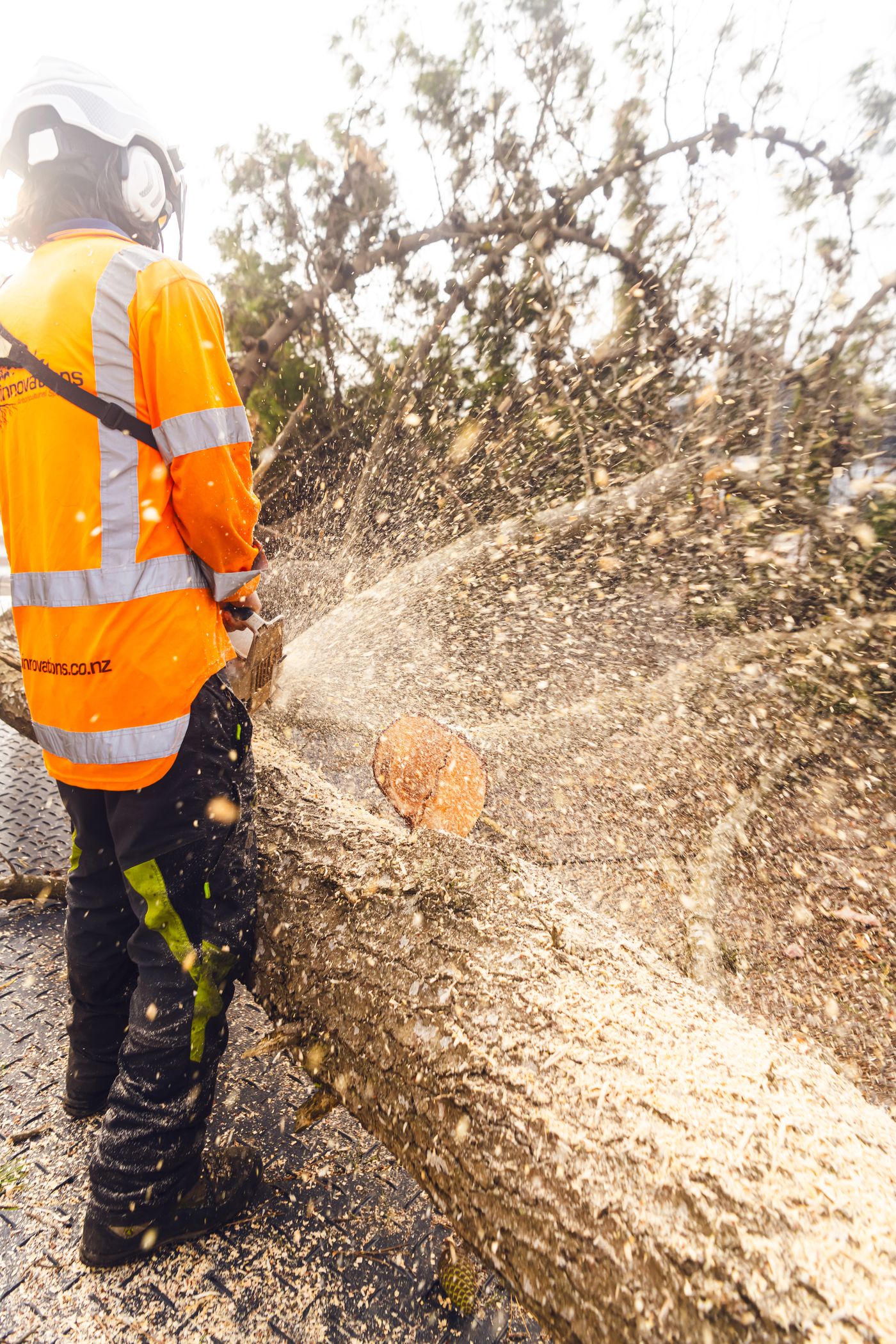 Arb Innovations arborist cutting a felled trunk, sawdust flying