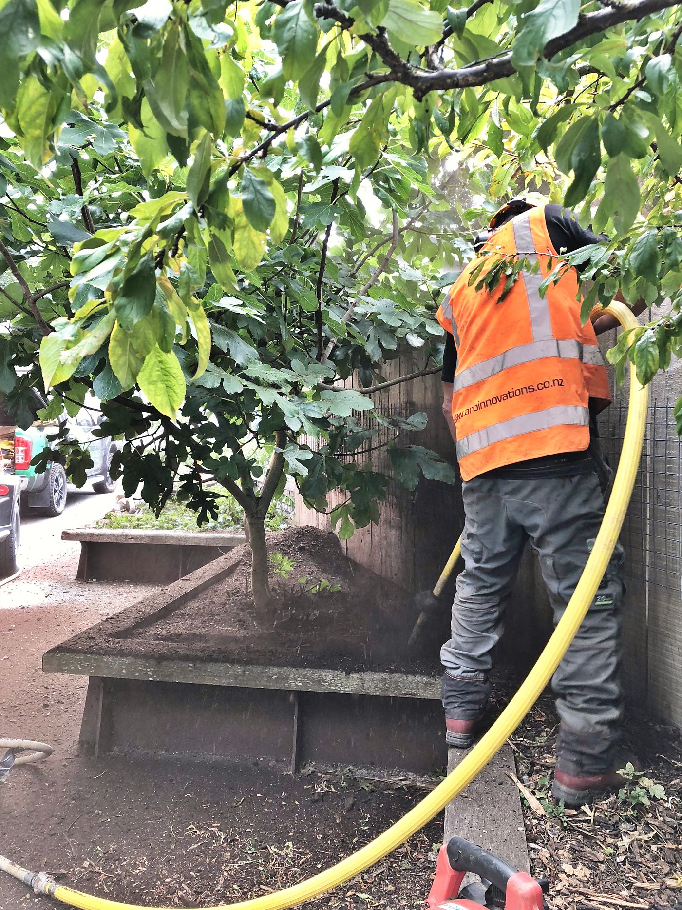 An Arb Innovations arborist air-spading the root zone of a fig in a raised planter