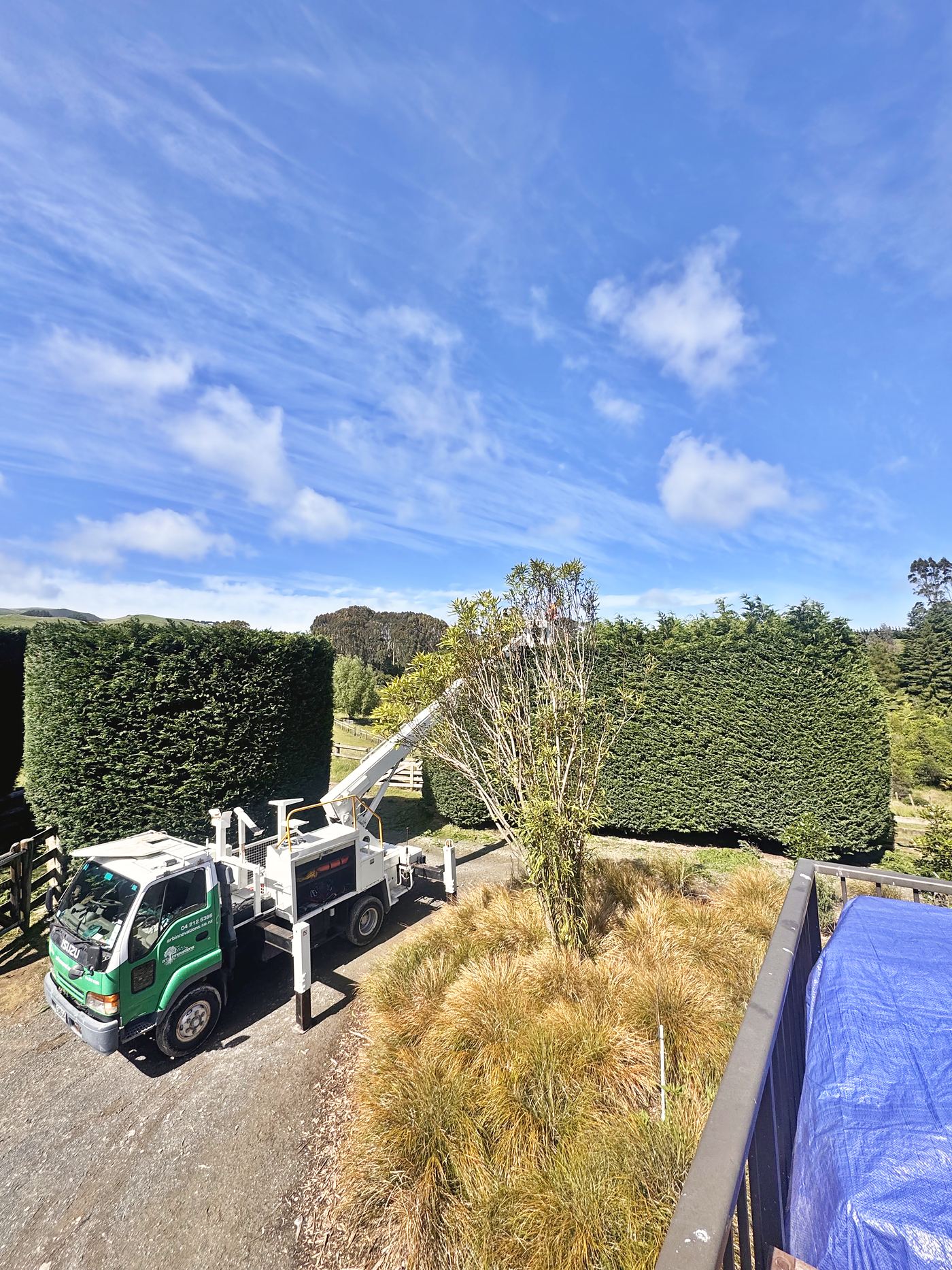 An Arb Innovations elevated work platform working a tree between two large formal shelter hedges